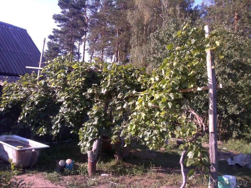 ПРОДАМ СРОЧНО ДАЧУ - Изображение #5, Объявление #1477826