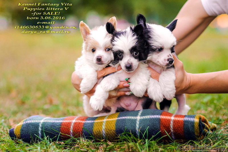 китайские хохлатые щенки - Изображение #3, Объявление #1498473