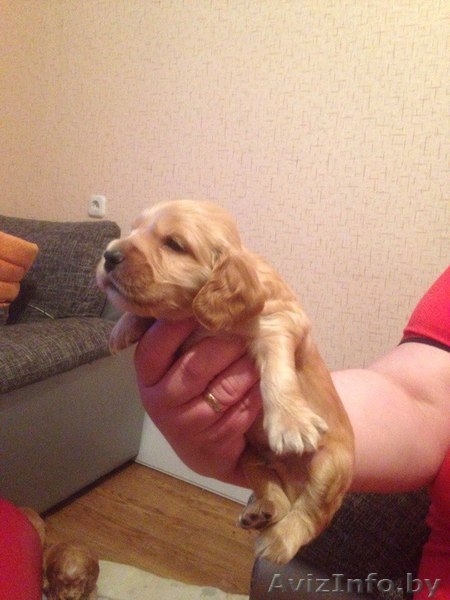 щенки английского кокер спаниеля жлобин - Изображение #1, Объявление #1553577