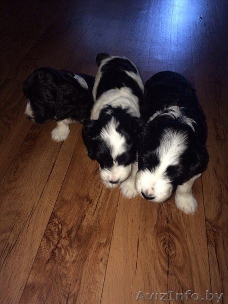 Щенки Кокер-спаниель - Изображение #2, Объявление #1556916