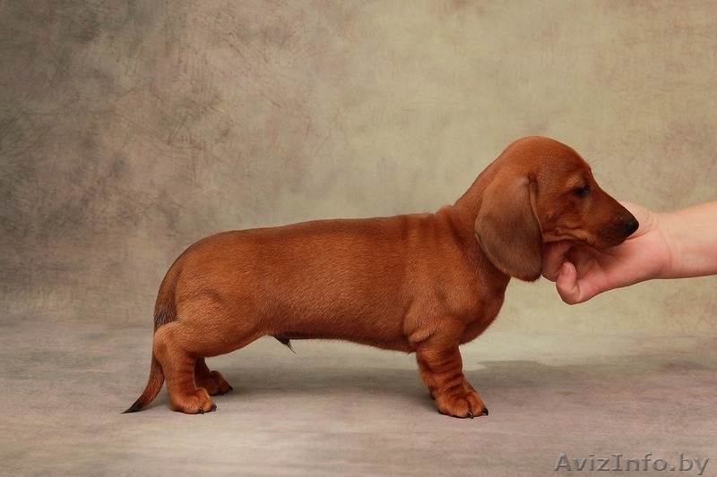 Щенки миниатюрной (карликовой) таксы - Изображение #2, Объявление #1572982