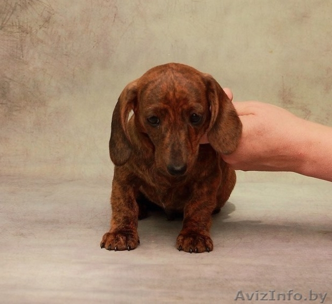 Щенки миниатюрной (карликовой) таксы - Изображение #3, Объявление #1572982