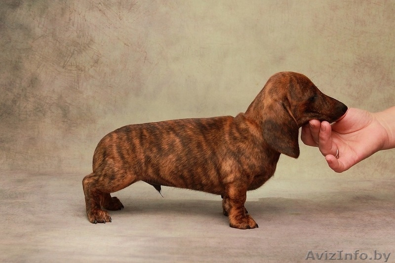 Щенки миниатюрной (карликовой) таксы - Изображение #4, Объявление #1572982