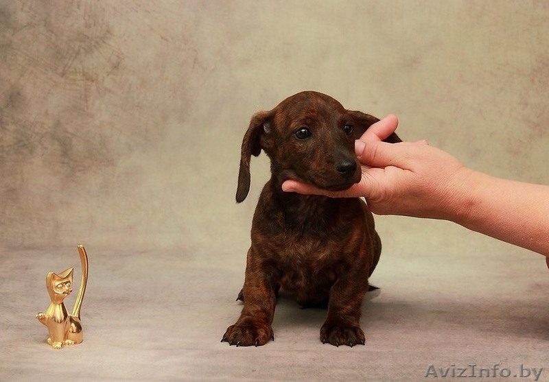 Щенки миниатюрной (карликовой) таксы - Изображение #5, Объявление #1572982